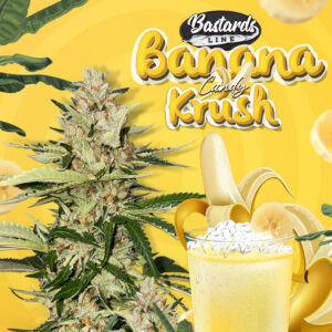 Banana Candy Krush 6+1 pack