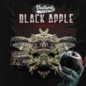 Black Apple Hitchcock 6+1 pack