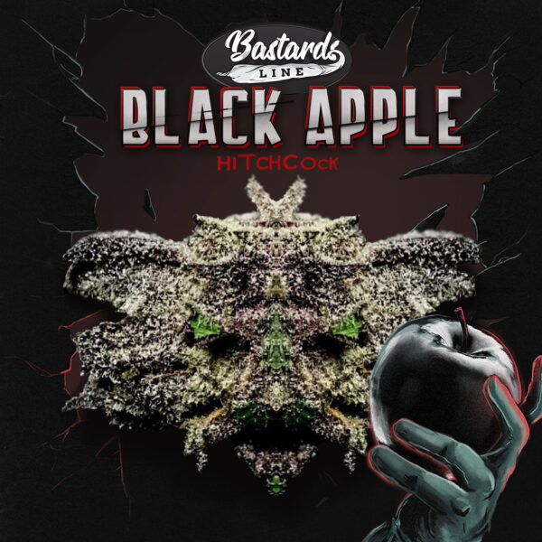 Black Apple Hitchcock 6+1 pack