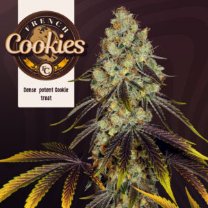 French Cookies 6+1 pack