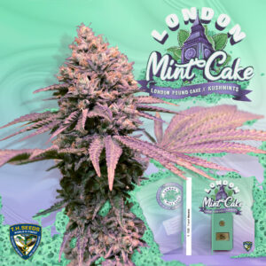 London Mint Cake 6+1 pack