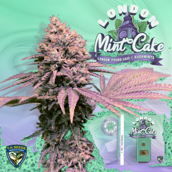 London Mint Cake 6+1 pack