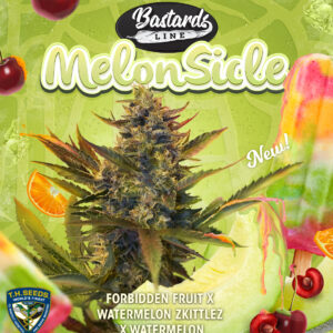 Melonsicle 6+1 pack