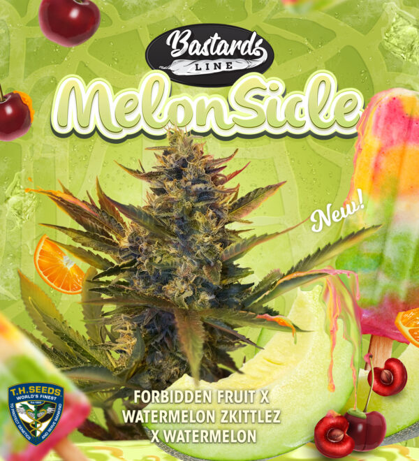 Melonsicle 6+1 pack