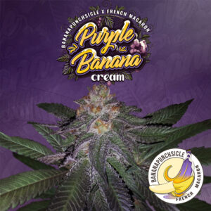 Purple Banana Cream 6+1 pack