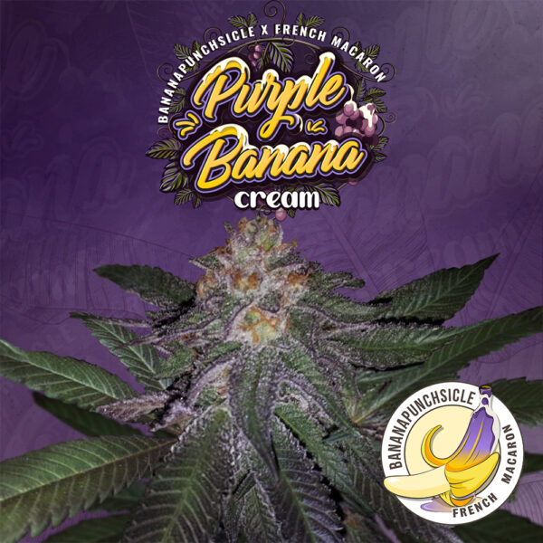 Purple Banana Cream 6+1 pack