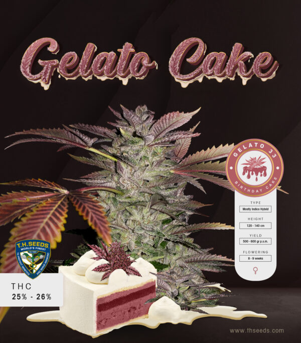 Gelato Cake 6+1 pack