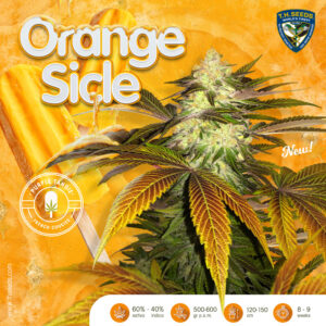 Orangesicle 6+1 pack