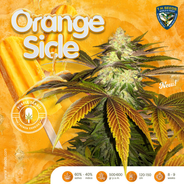 Orangesicle 6+1 pack