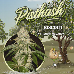 Pisthash 6+1 pack
