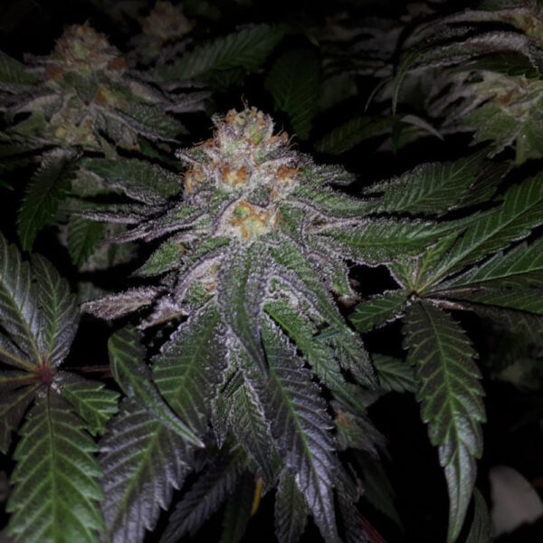 Purple Banana Cream 6+1 pack - Image 2