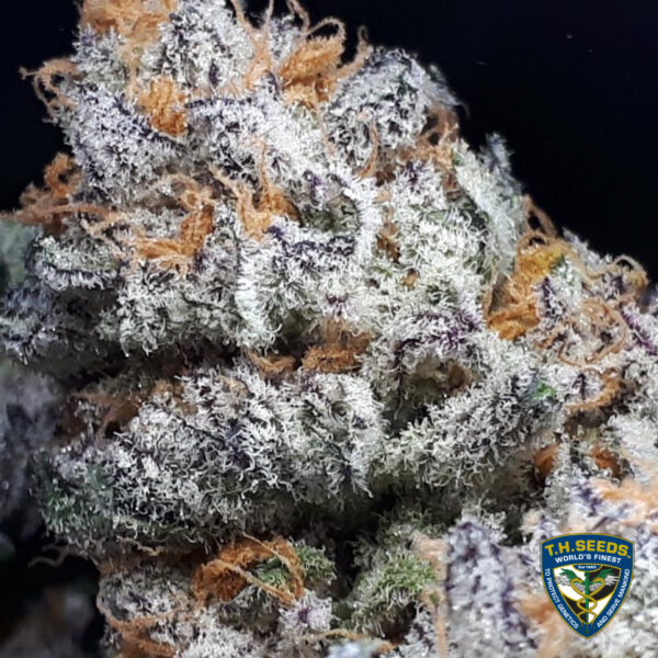 Purple Banana Cream 6+1 pack - Image 3