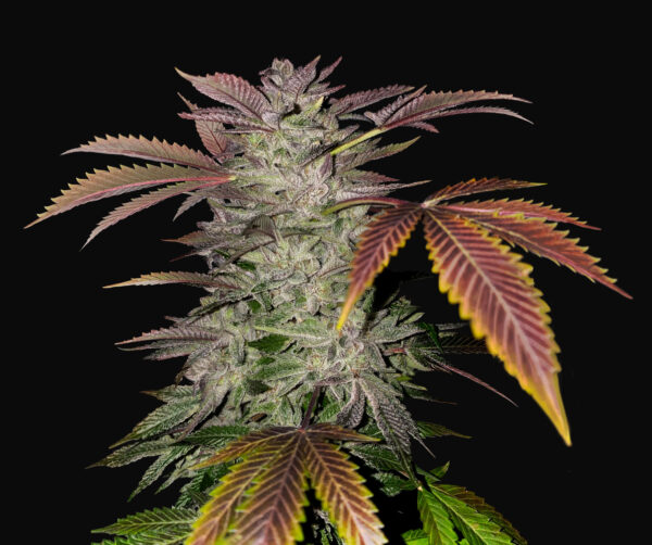 Gelato Cake 6+1 pack - Image 2