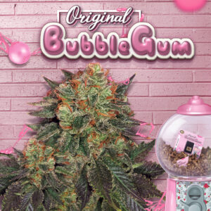 Original Bubblegum 6+1 pack