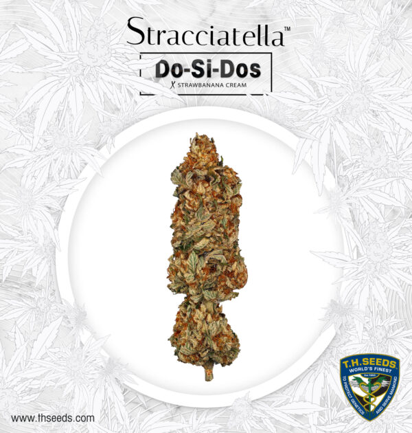 Stracciatella 6+1 pack - Image 4