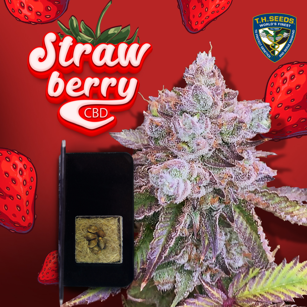 Strawberry CBD 6 pack