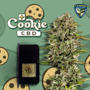 Cookie CBD 6 pack